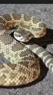 ai character: snakes background