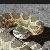 chat with ai character: snakes