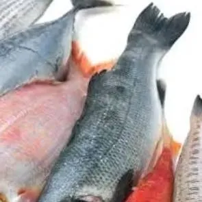 chat with ai character: fish