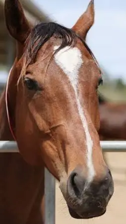ai character: horse background