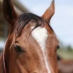 chat with ai character: horse