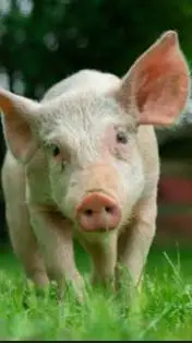 ai character: Pig background