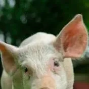 chat with ai character: Pig