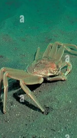 ai character: Crab background