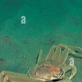 chat with ai character: Crab