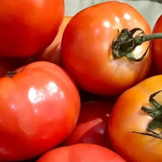 chat with ai character: Tomato