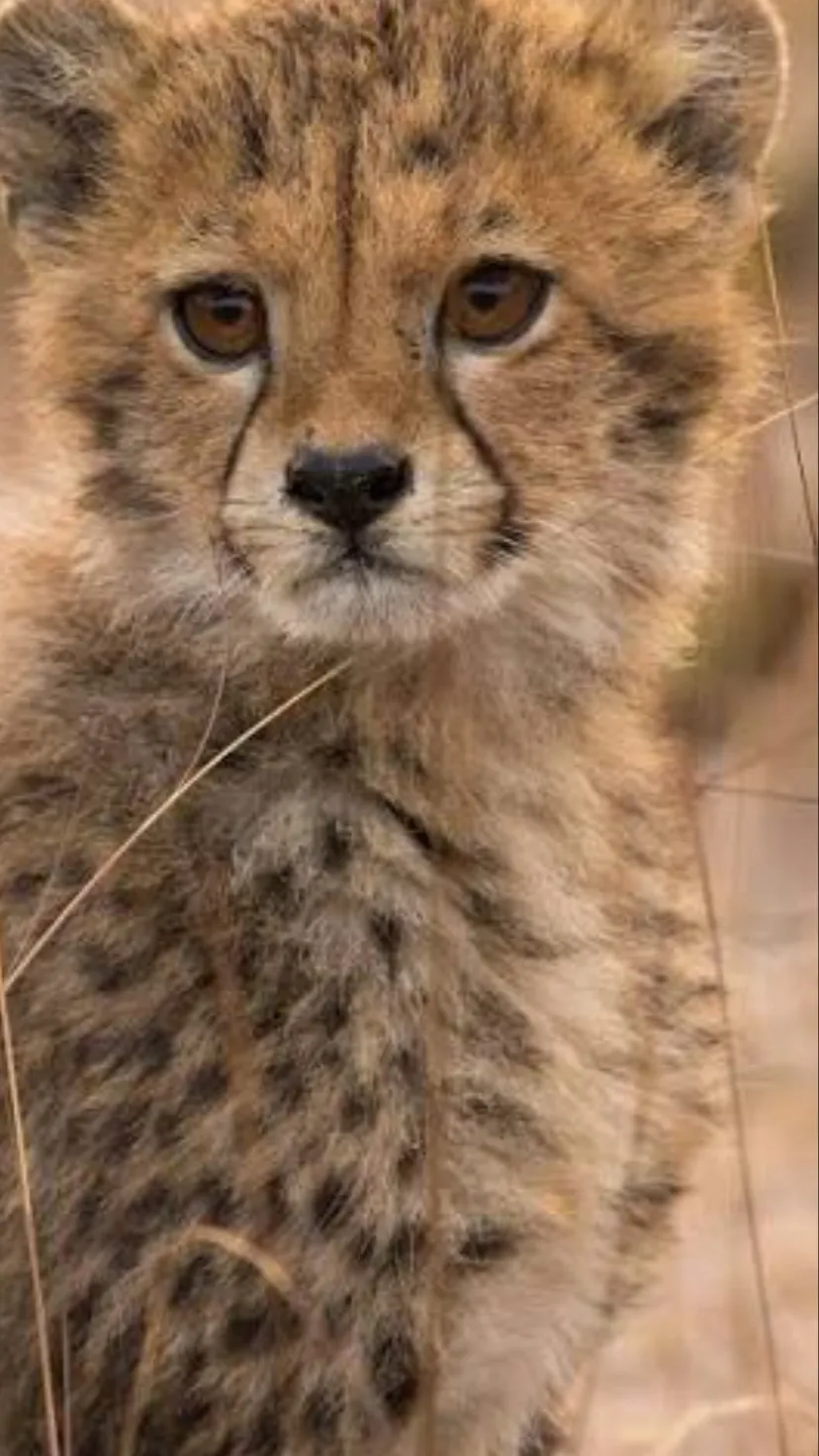 ai character: Cheetah cub background