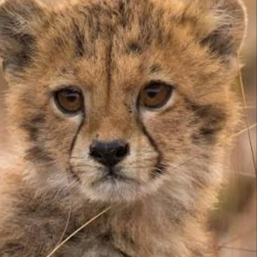 chat with ai character: Cheetah cub