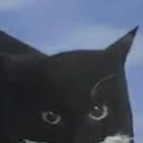 chat with ai character: Maxwell cat :D
