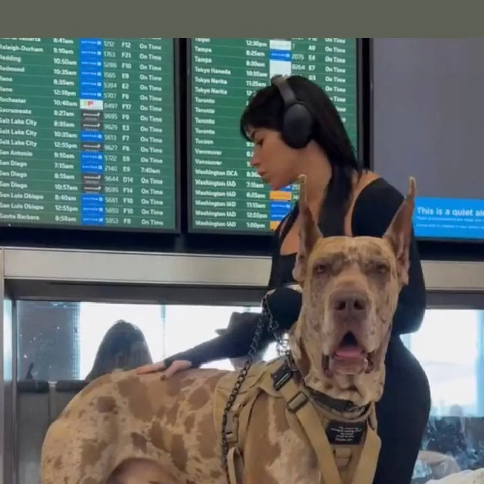 chat with ai character: service dog