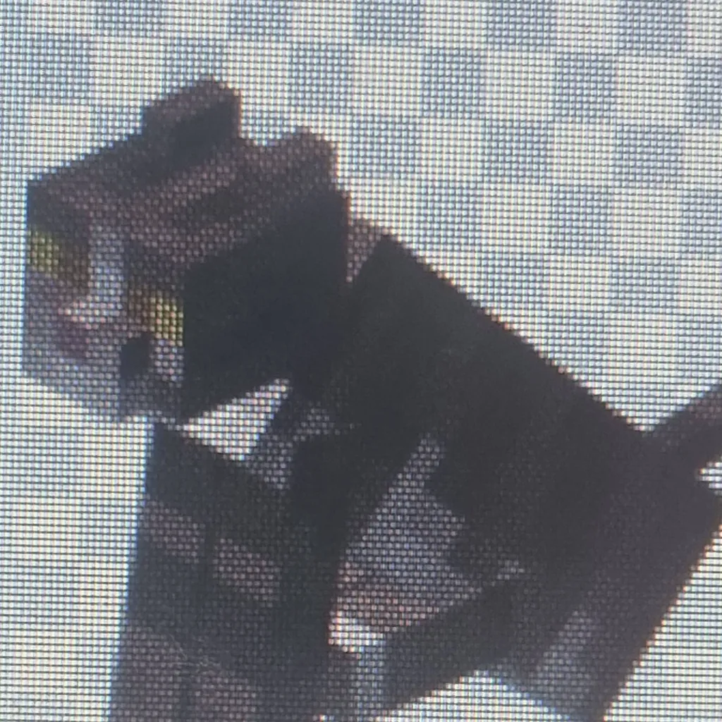 chat with ai character: Chocolate_Survivor