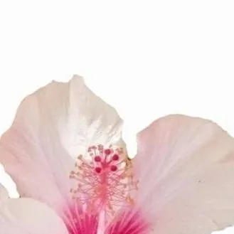 chat with ai character: flower that roasts