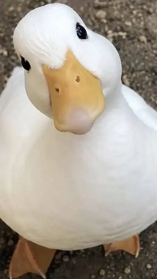 ai character: ducky background