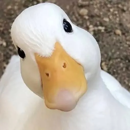 chat with ai character: ducky