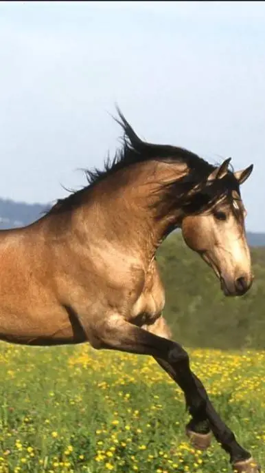 ai character: Gallant (Yellowfie background