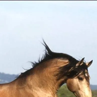 chat with ai character: Gallant (Yellowfie