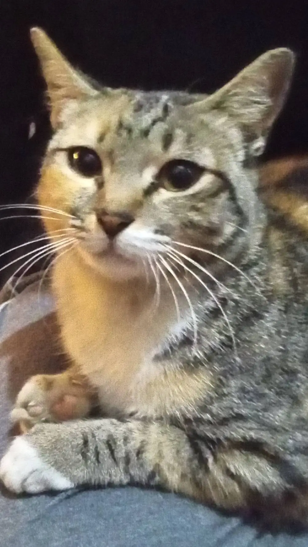 Talkie AI - Chat with Carlos the cat