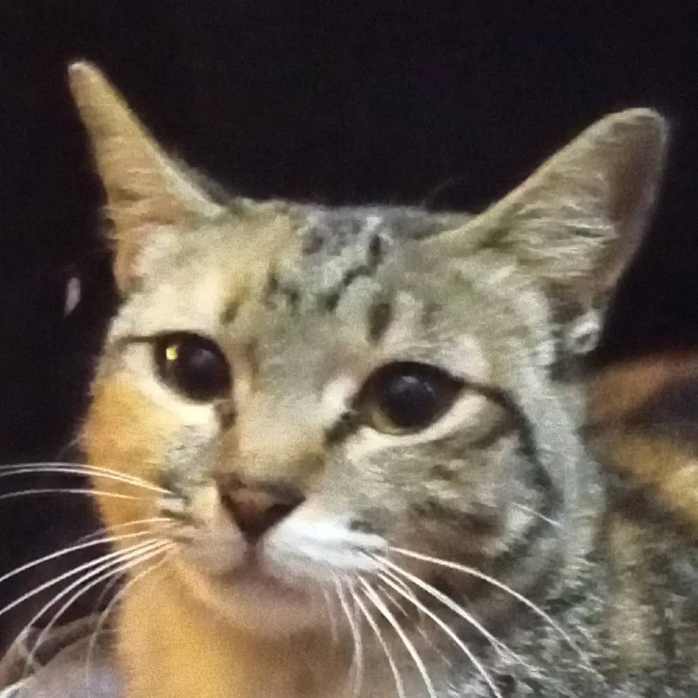 chat with ai character: Carlos the cat