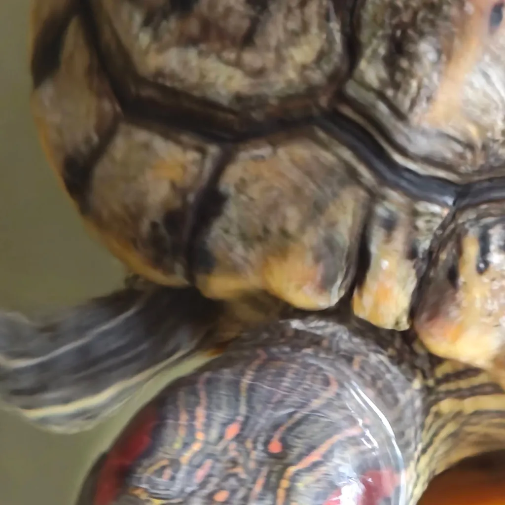 chat with ai character: Your turtle