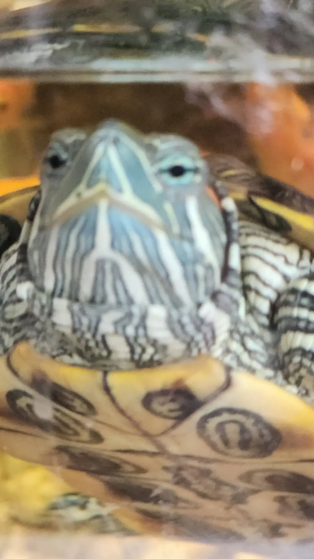 ai character: Frank the turtle background