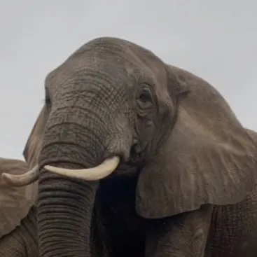 chat with ai character: Elephant herd