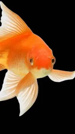 ai character: fish background