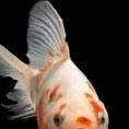 chat with ai character: talking fishy
