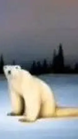 Talkie AI - Chat with Polar bear 2026