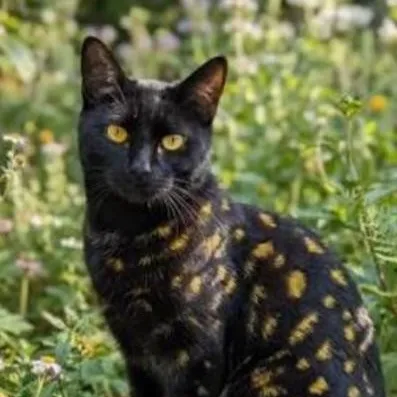 chat with ai character: LeopardPelt 