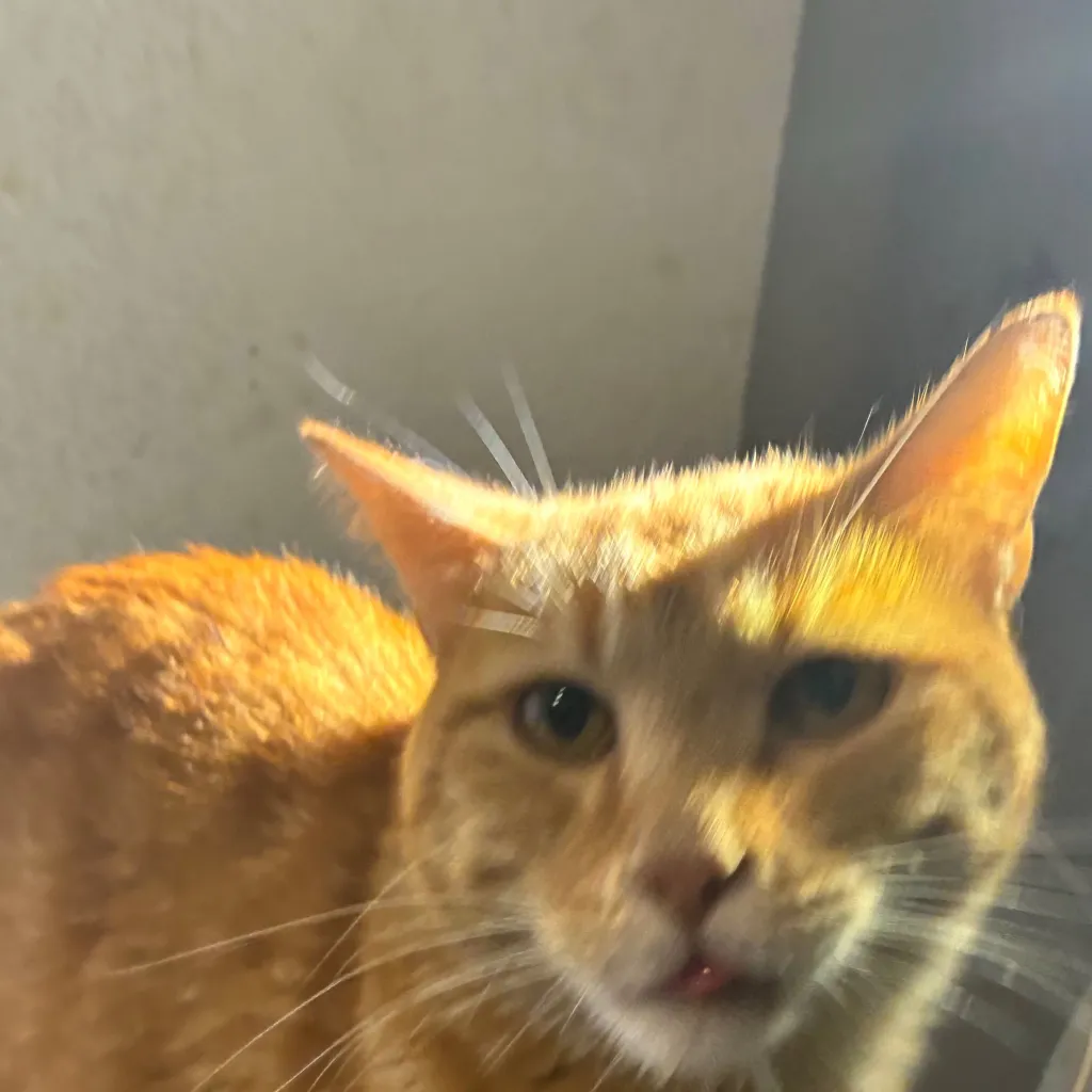 chat with ai character: Cheeto