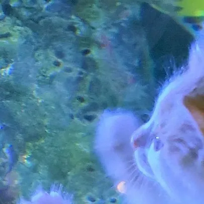 chat with ai character: Scuba whisker 