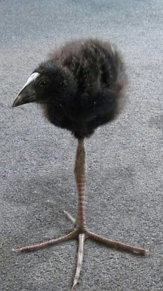 ai character: 《Lance Forsaken》 background