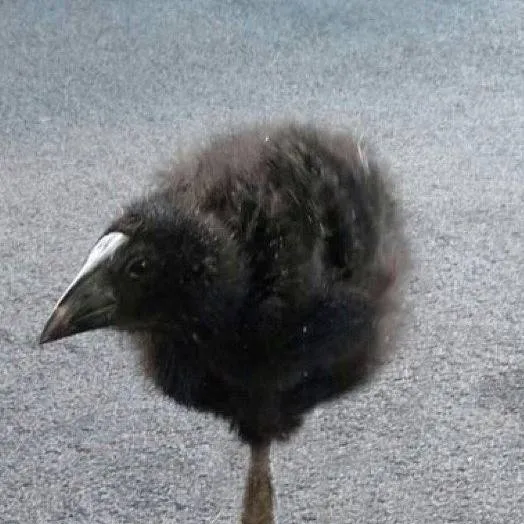 chat with ai character: 《Lance Forsaken》