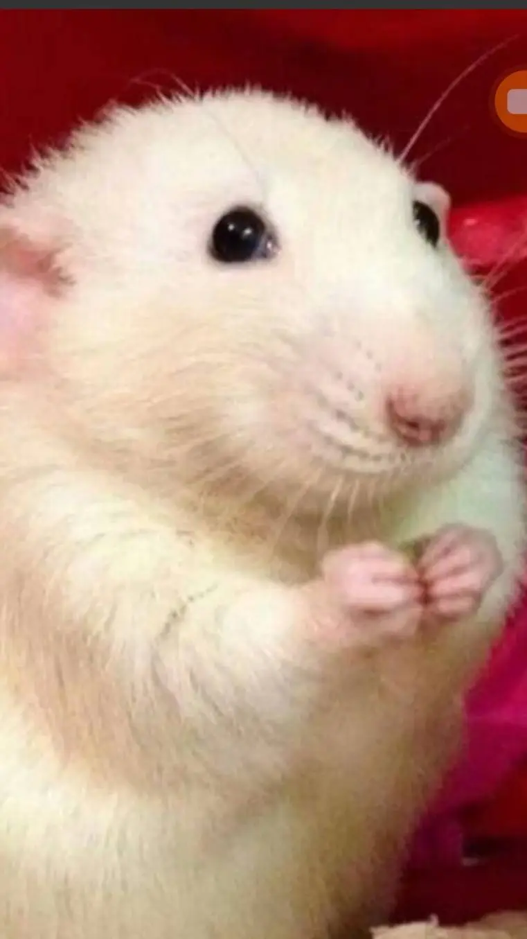 ai character: Cute Rat background