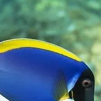 chat with ai character: fish