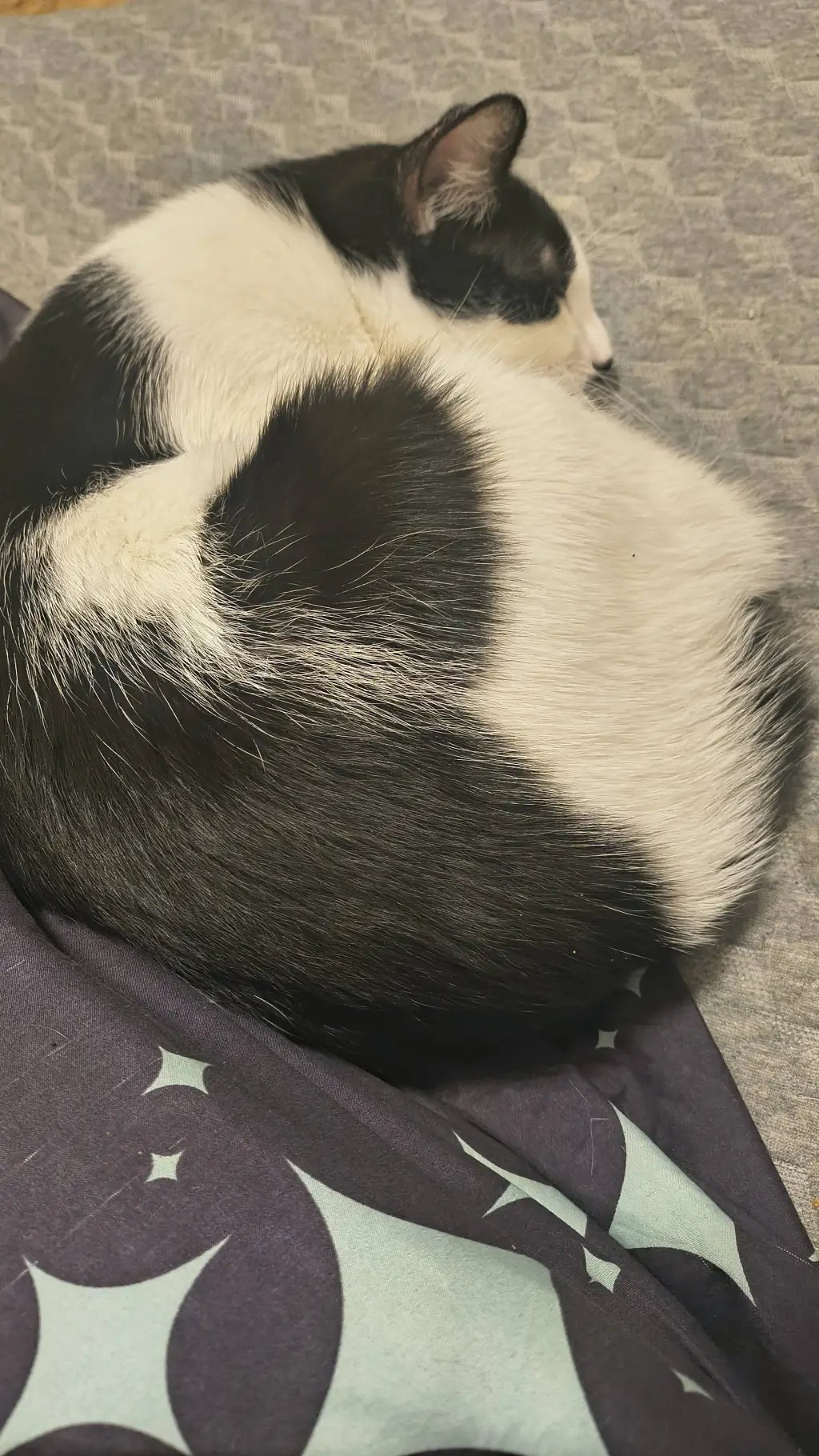 Talkie AI - Chat with Dandy's withering