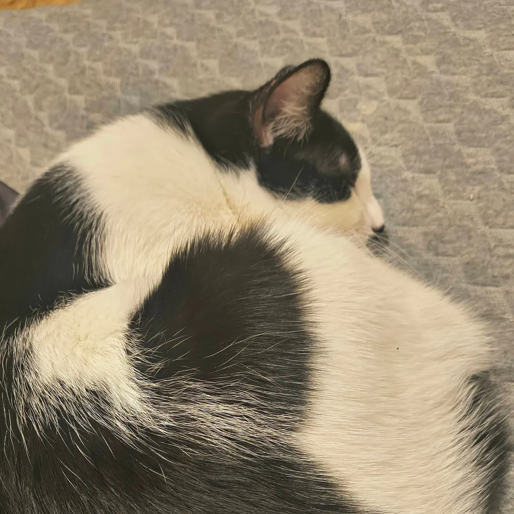 chat with ai character: Dandy's withering