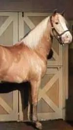 ai character: mr ed  background