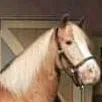chat with ai character: mr ed 