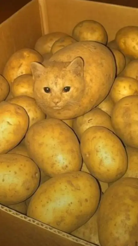 ai character: potato cat  background