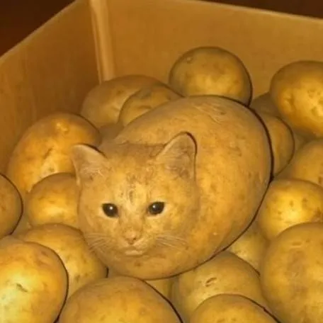 chat with ai character: potato cat 
