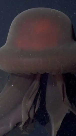 ai character: jellyfish+human background