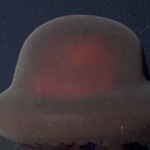 chat with ai character: jellyfish+human