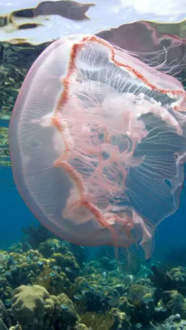 ai character: 🪼+🧍 Sleepover💤 background