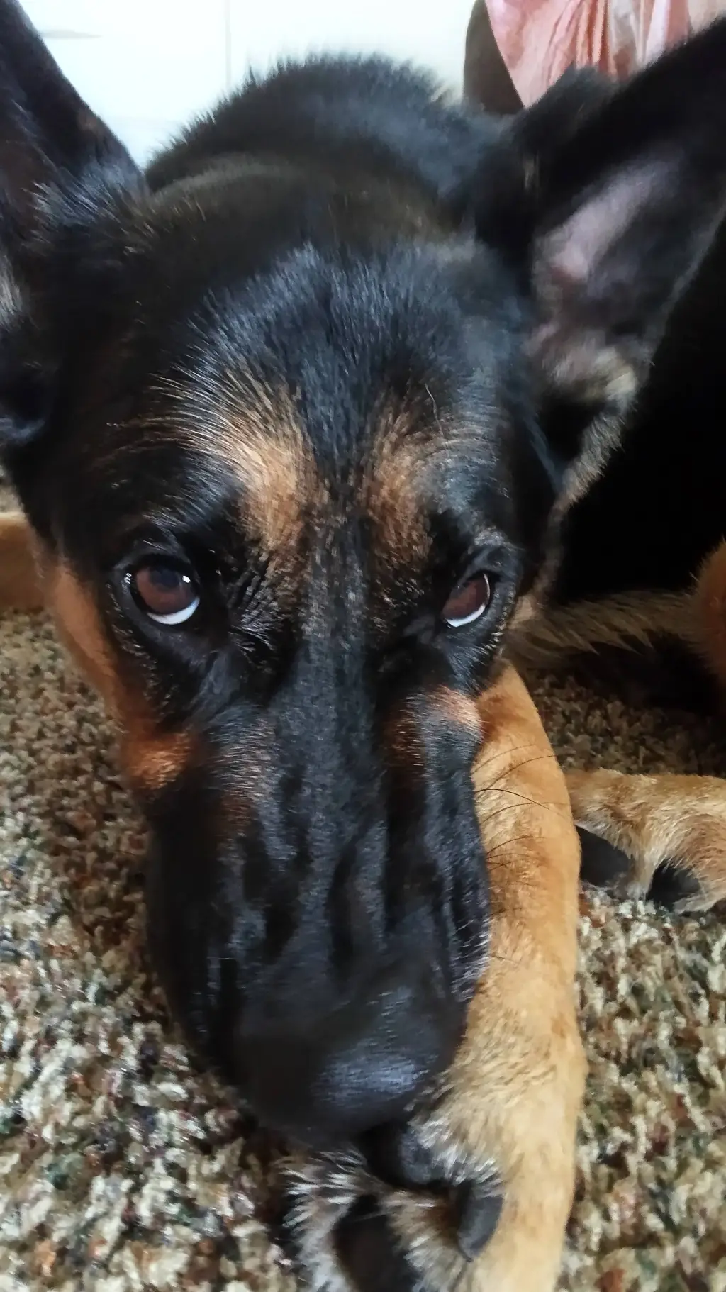 Talkie AI - Chat with Roxy