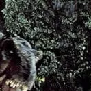 chat with ai character: The lost world