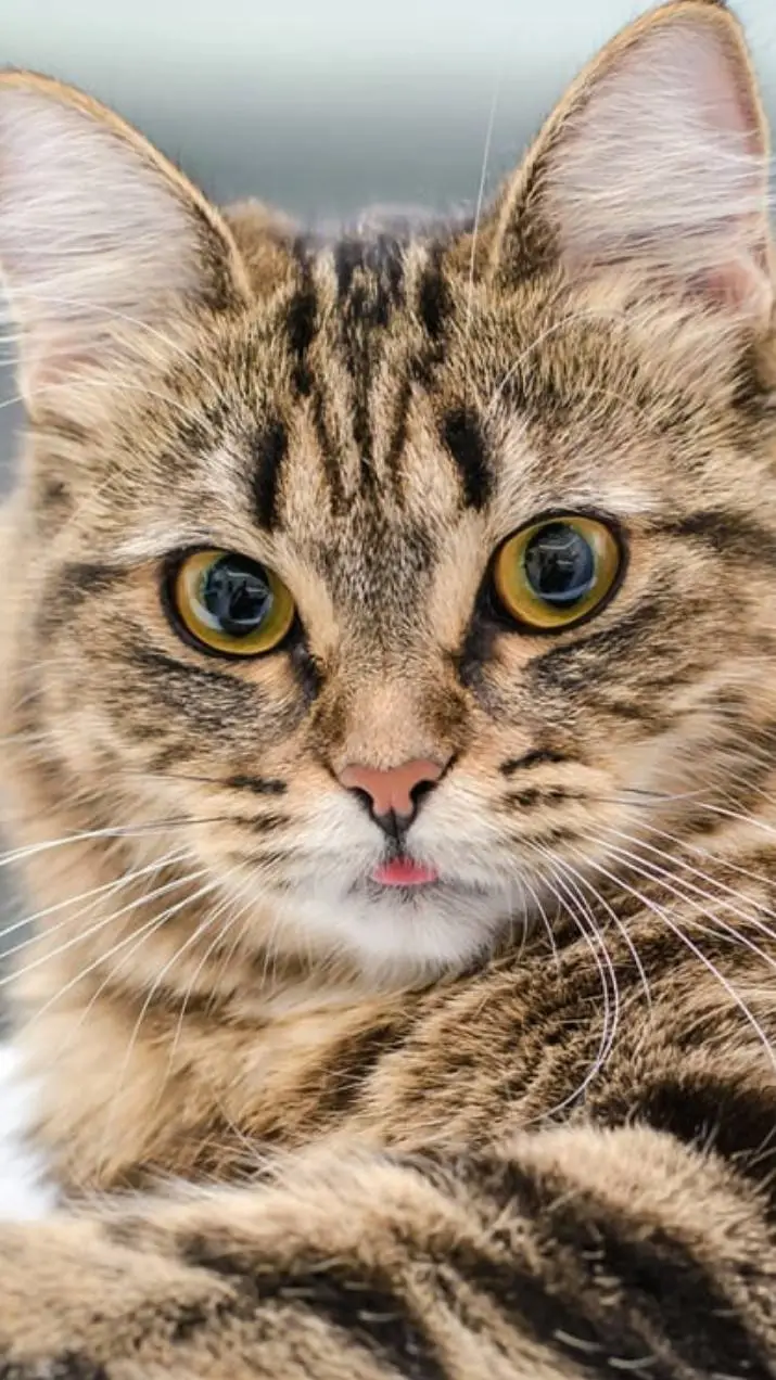 Talkie AI - Chat with CAT