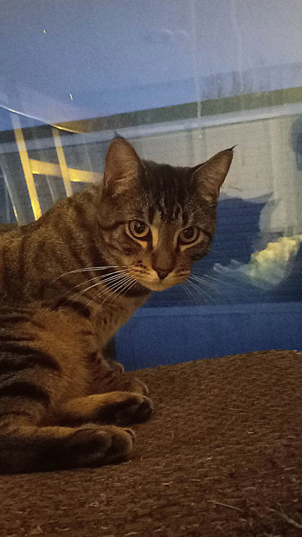 ai character: Dandys world!! background