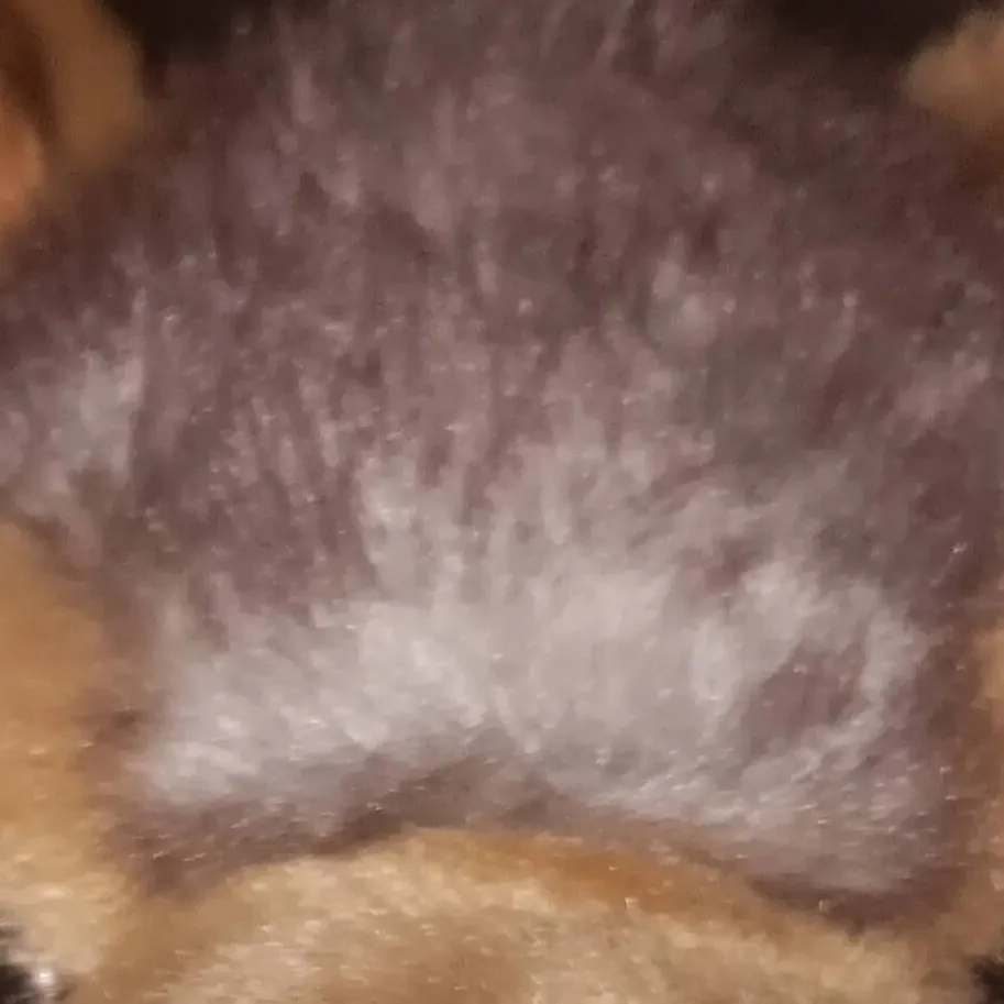 chat with ai character: wolfy