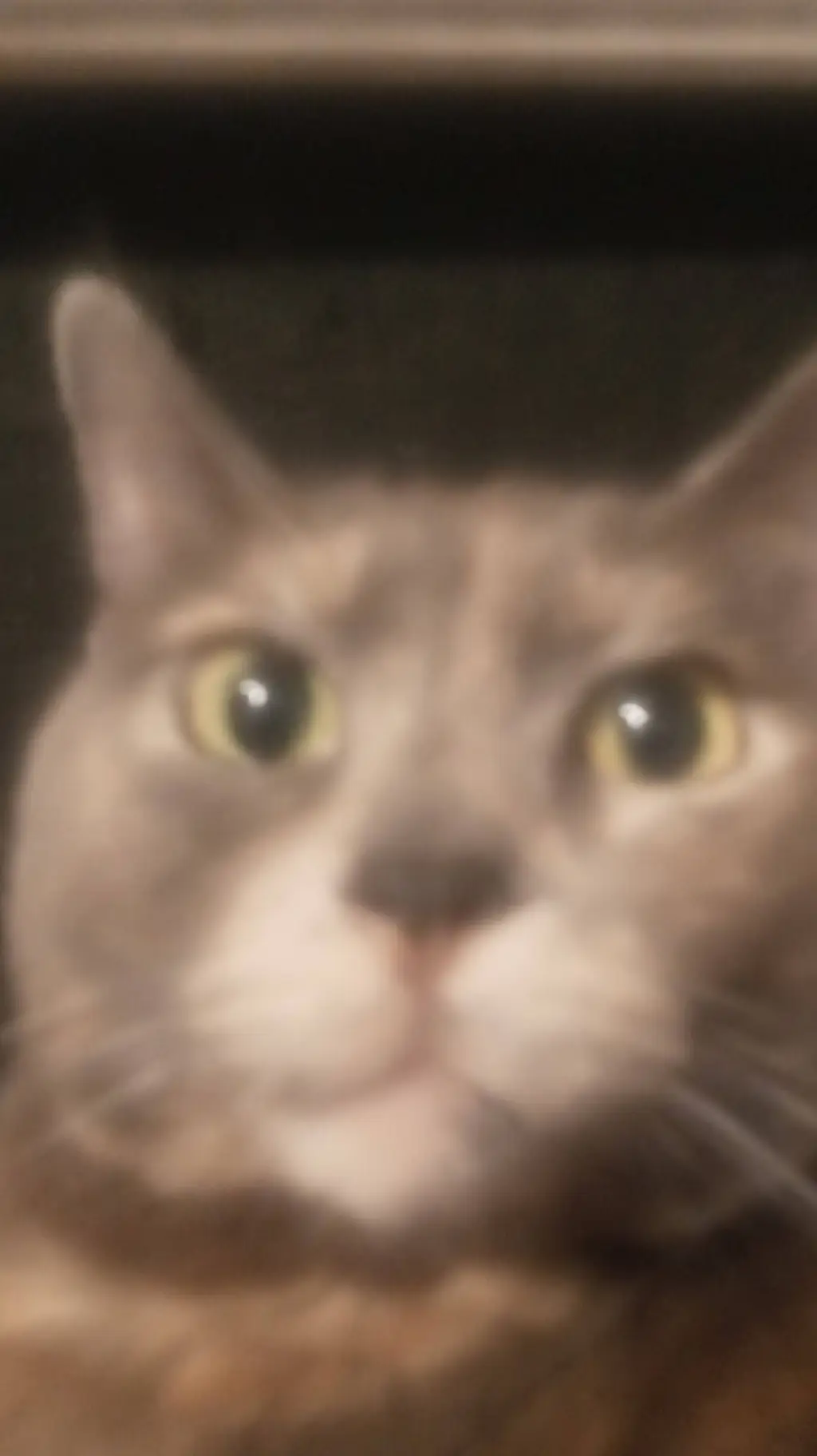 ai character: cat queen(andrea) background